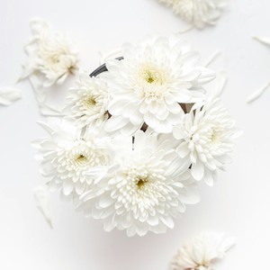 Хризантемы